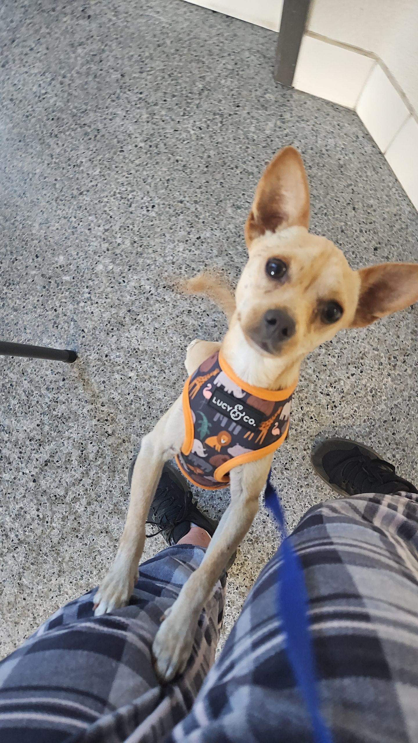 Boo, a Adopted mixed breed in Galt, CA image 4/5