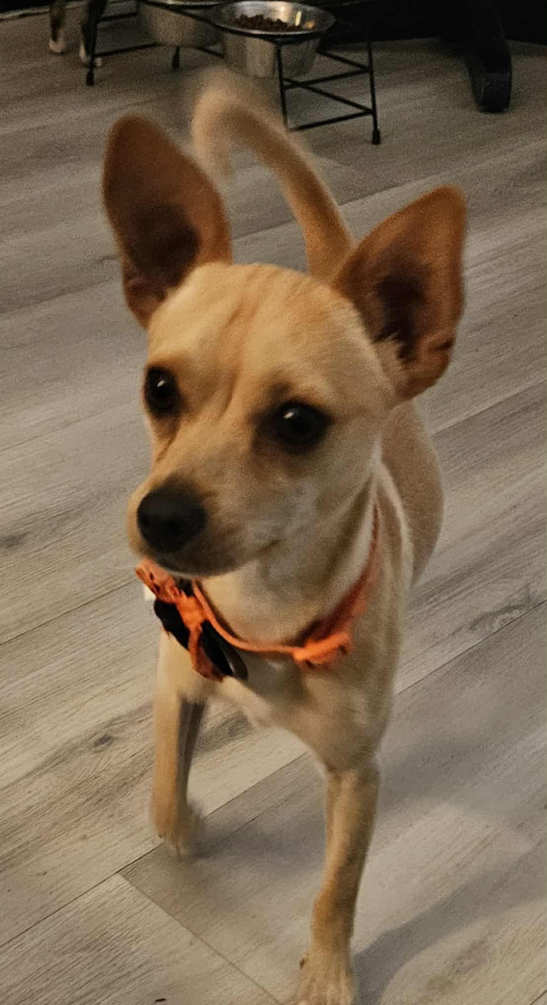 Boo, a Adopted mixed breed in Galt, CA image 5/5