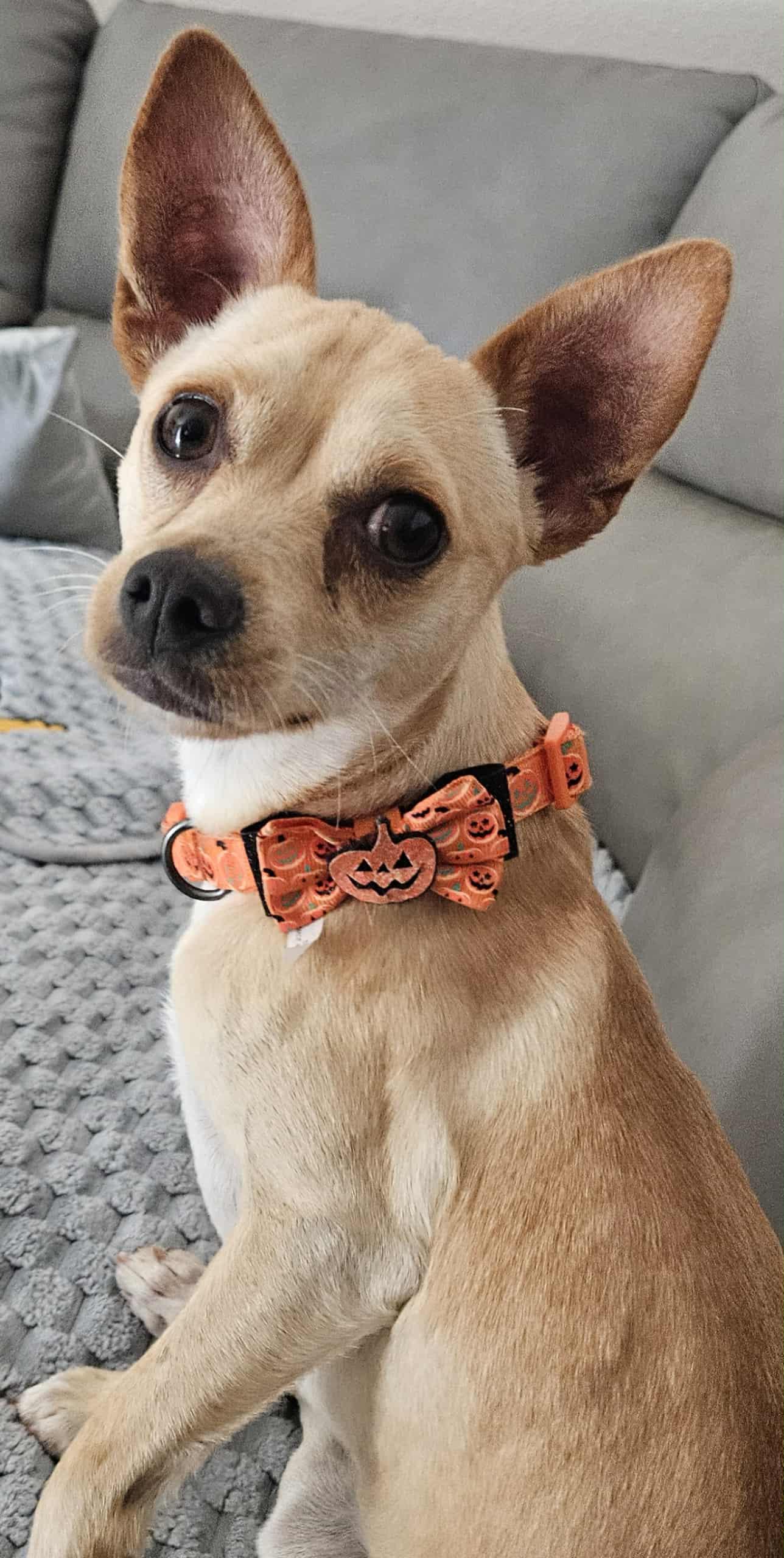 Boo, a Adopted mixed breed in Galt, CA image 2/5