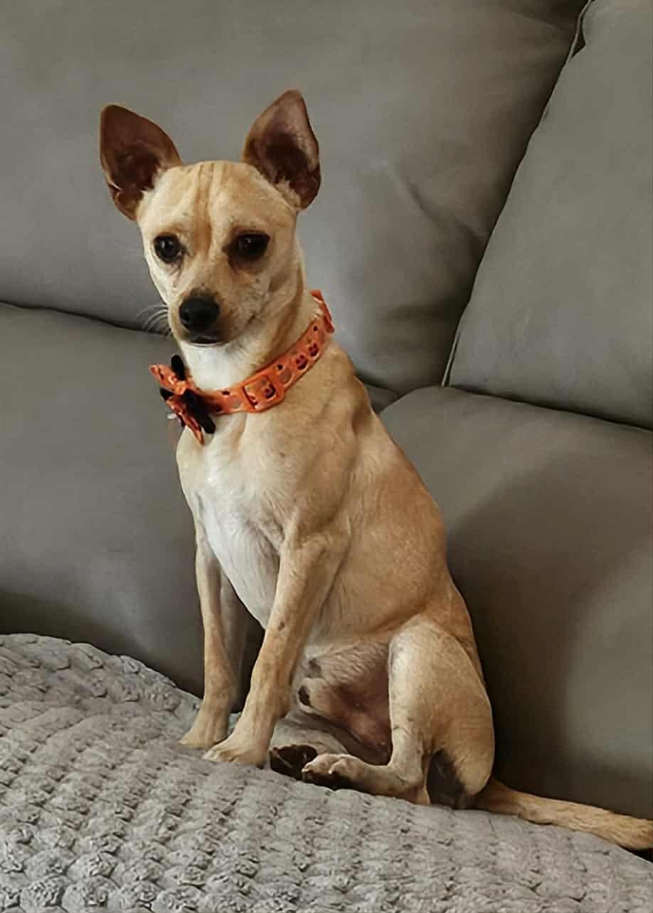 Boo, a Adopted mixed breed in Galt, CA image 3/5