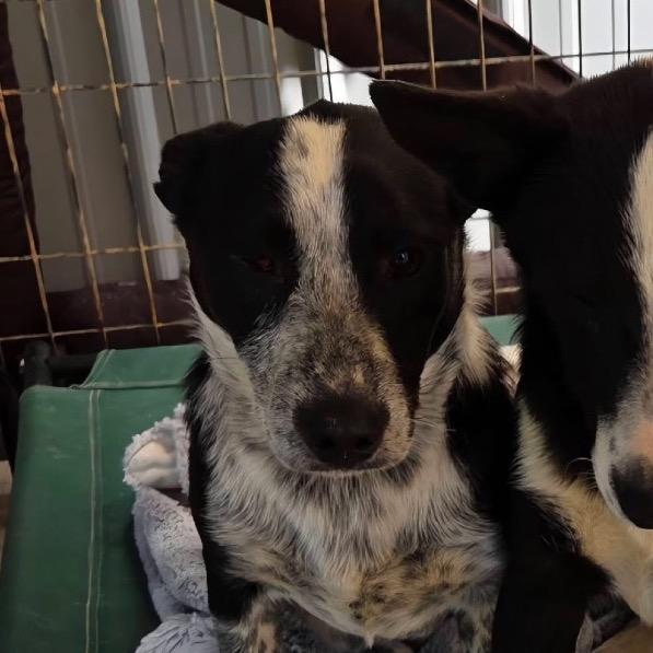 Lucy, Adoptable, Young Female Dachshund & Border Collie.