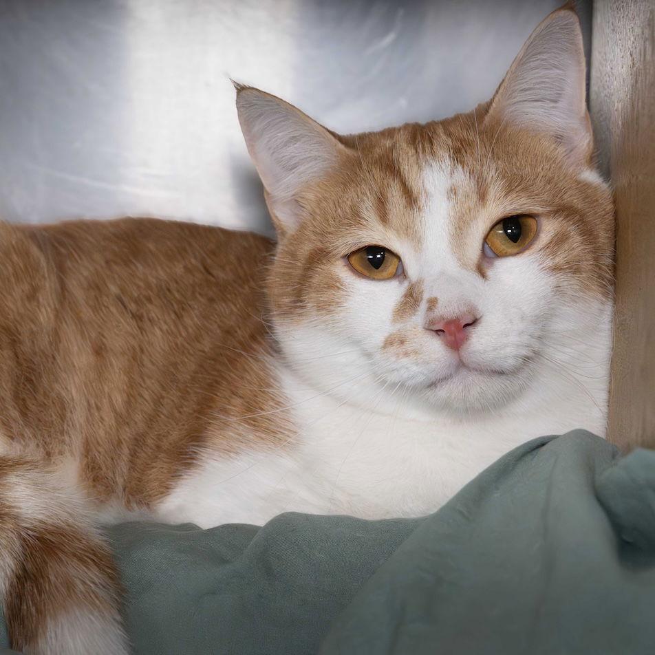 Enlarge Lad, a Adoptable Domestic Short Hair in Wilmington, NC image 1/3