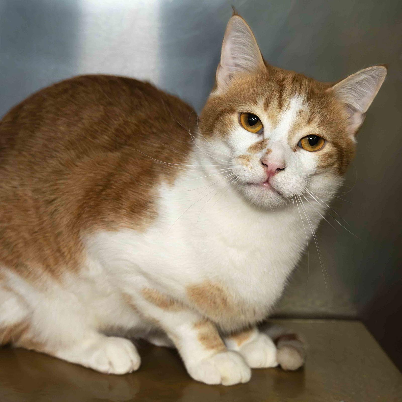 Enlarge Lad, a Adoptable Domestic Short Hair in Wilmington, NC image 2/3