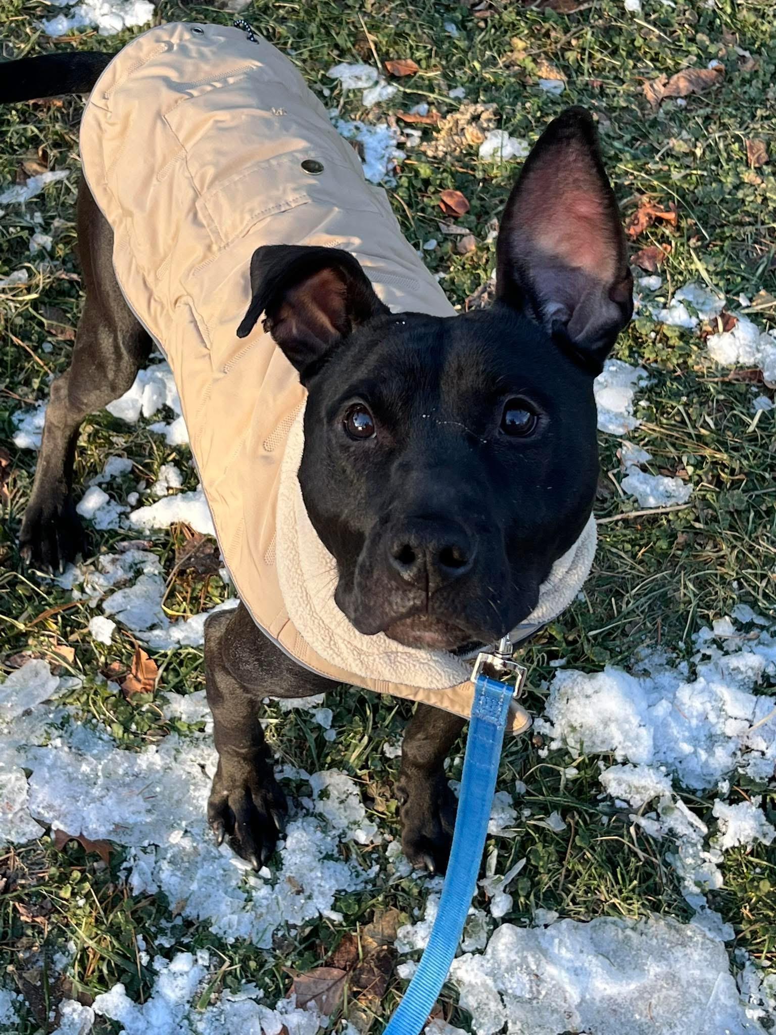 Enlarge Inky, a ADOPTABLE mixed breed in Monroeville, PA image 1/1
