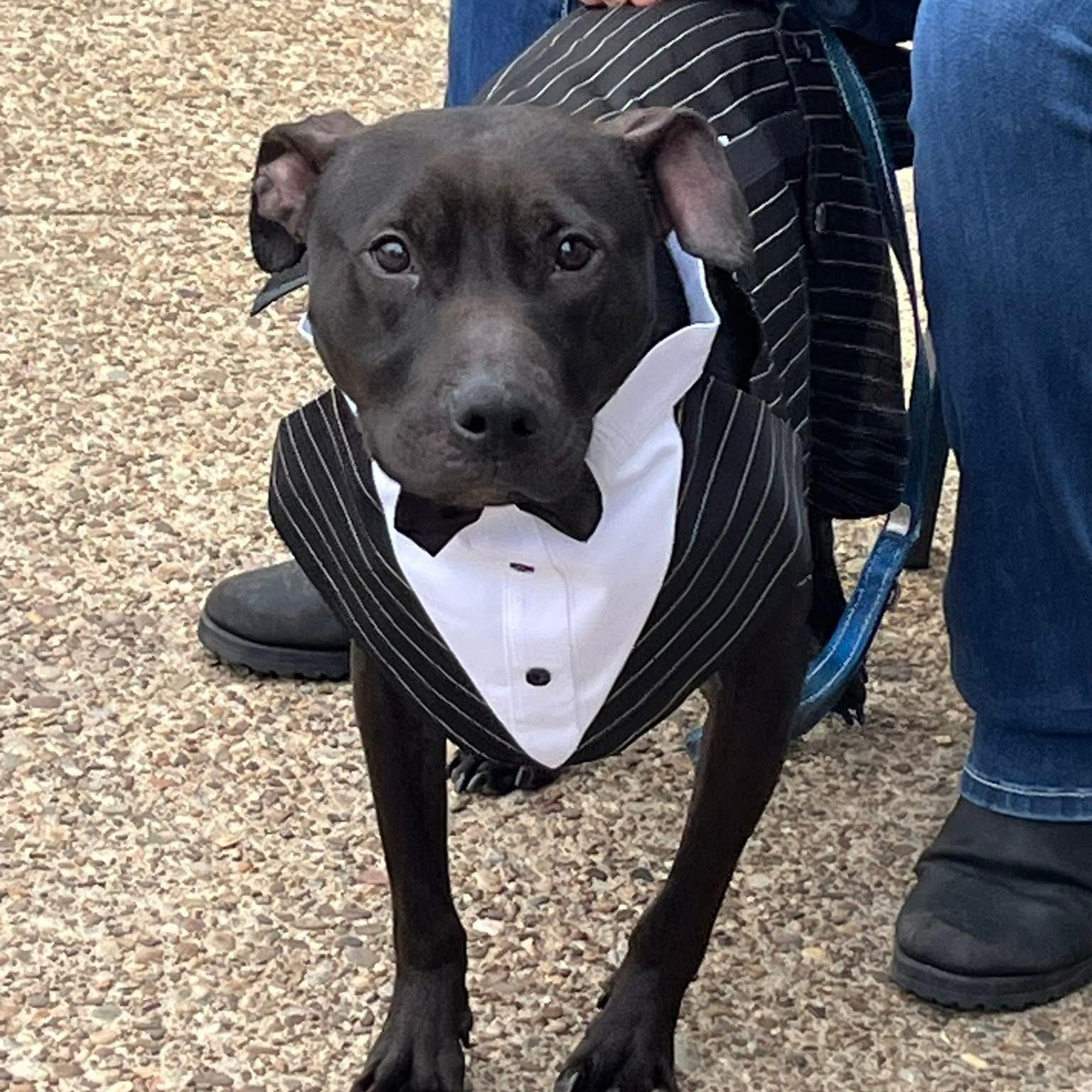 Inky, ADOPTABLE, Young Male Mixed Breed.