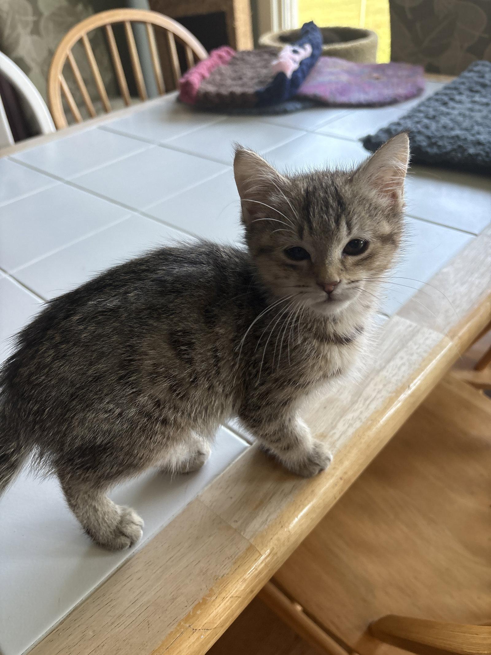 Lovey ) th), Adoptable, Kitten Female Domestic Short Hair.