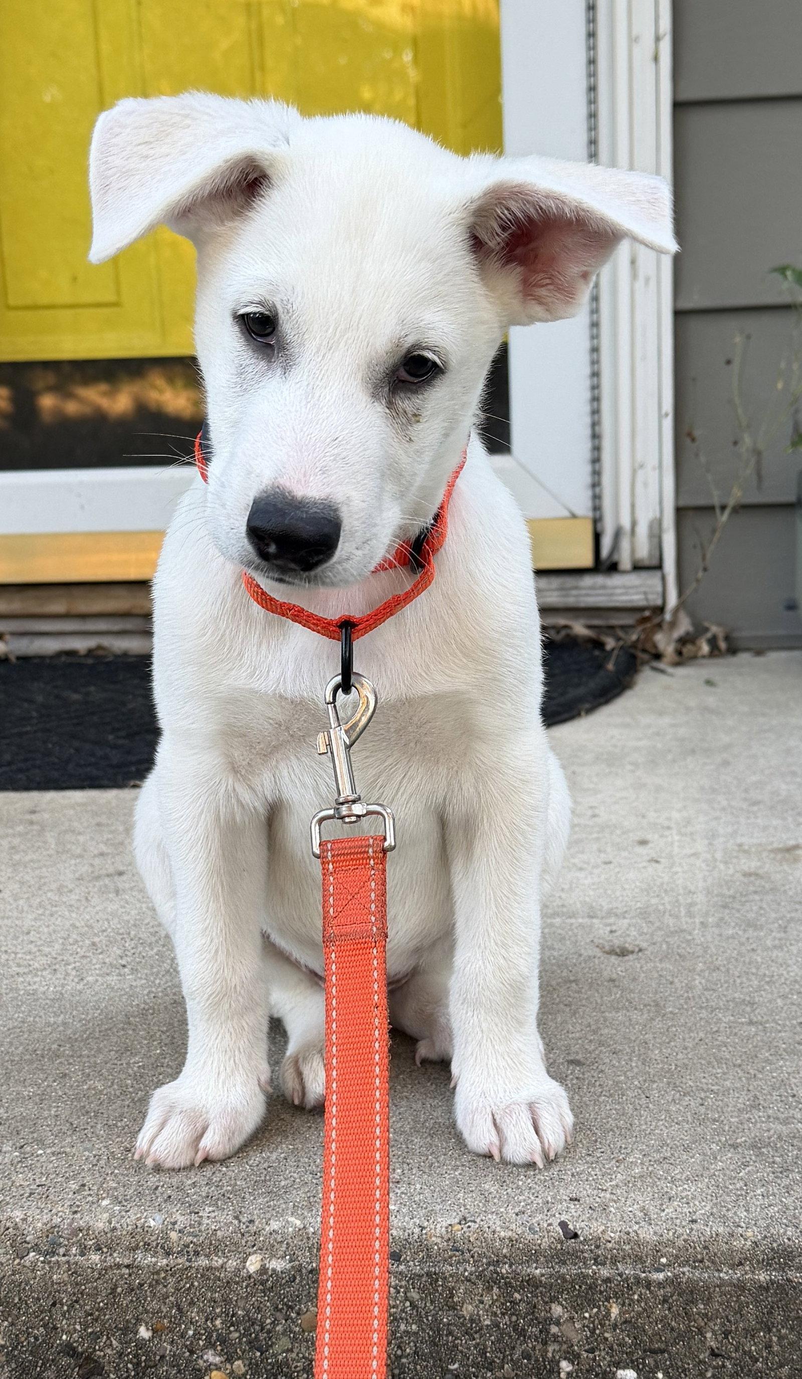 Enlarge Dan, a Adoptable Shepherd in West Des Moines, IA image 1/3