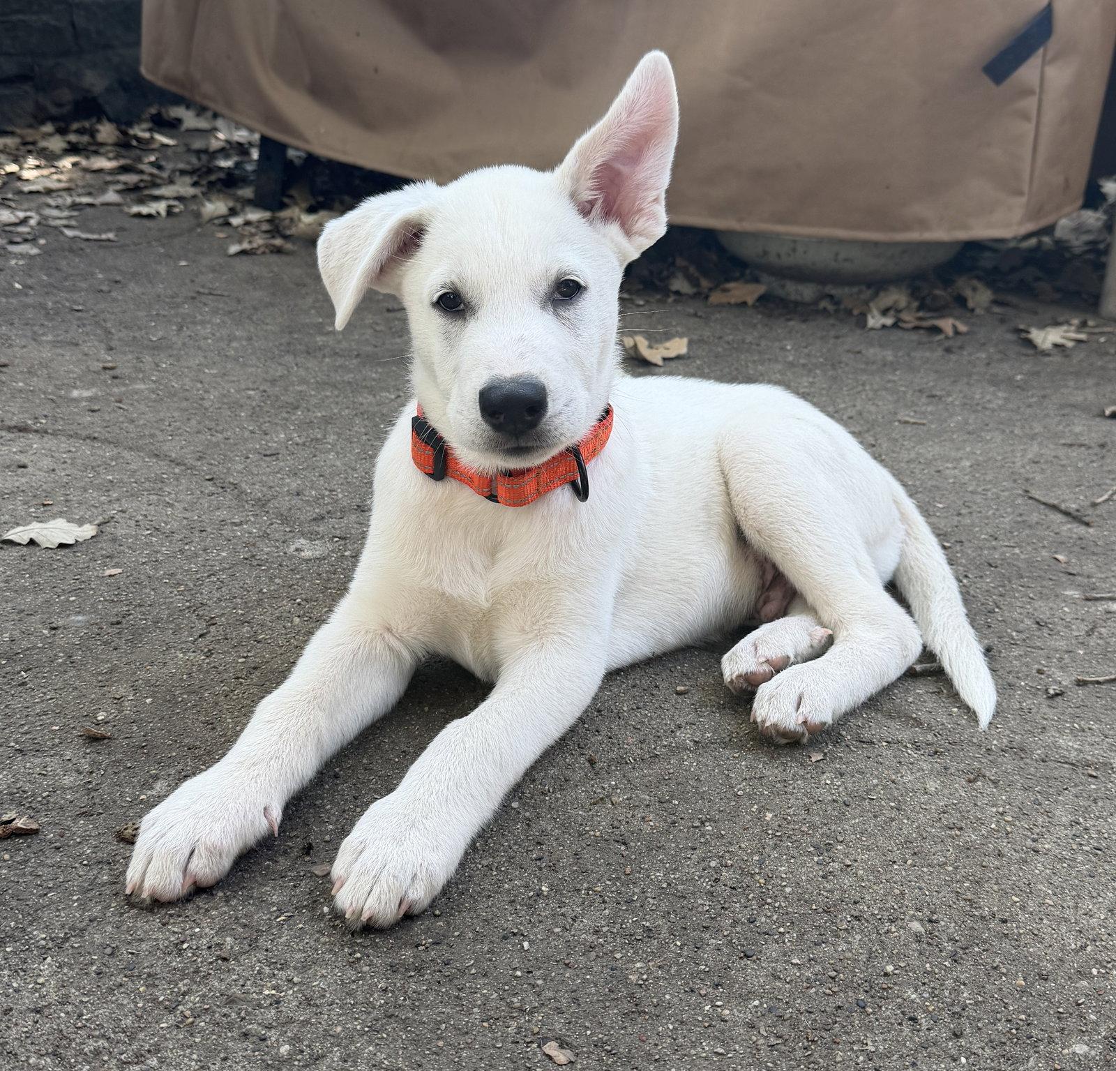 Enlarge Dan, a Adoptable Shepherd in West Des Moines, IA image 2/3