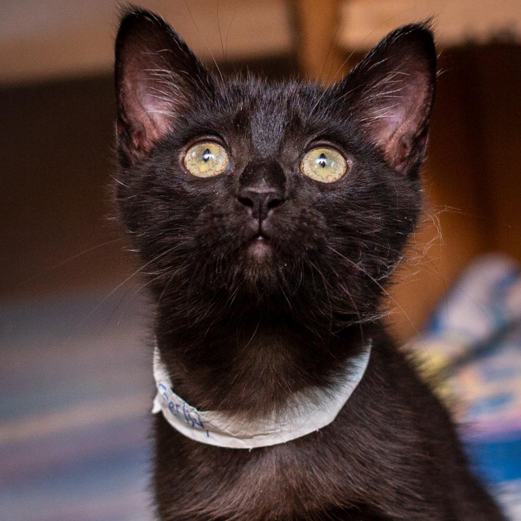 Derby, Adoptable, Kitten Male Domestic Short Hair.