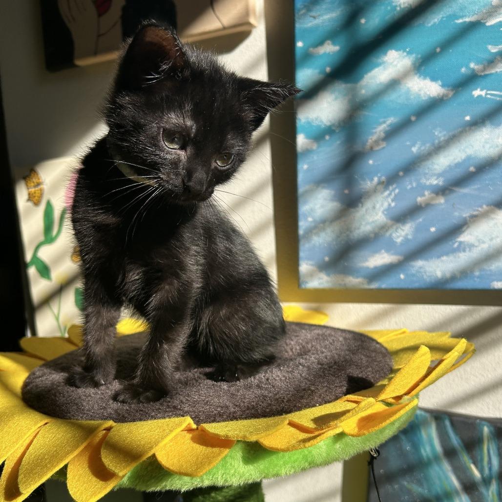 Enlarge Derby, a Adoptable mixed breed in Hattiesburg, MS image 3/3