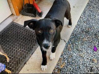 Wesley, Adoptable, Young Male Labrador Retriever & Pit Bull Terrier.