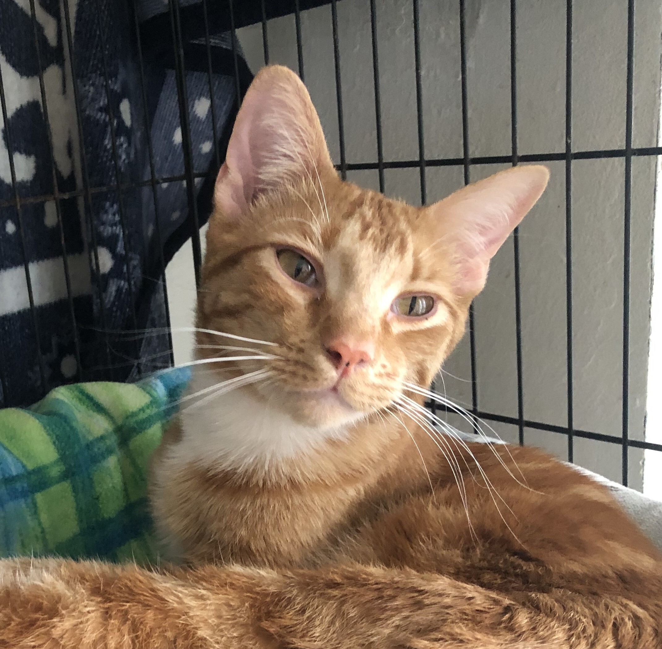 Lucky, Adoptable, Adult Male Domestic Short Hair & Tabby.