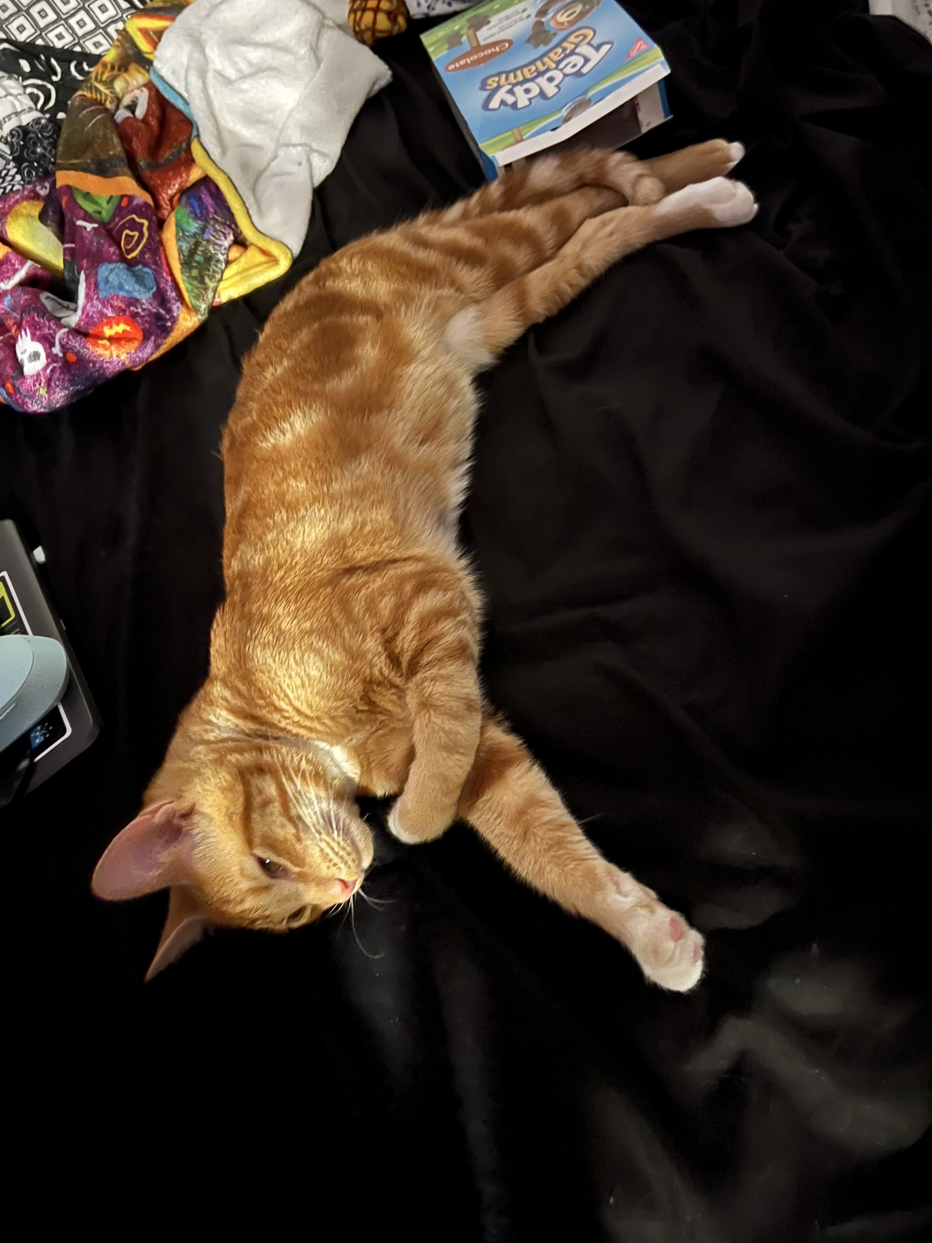 Enlarge Lucky, a Adoptable mixed breed in Lompoc, CA image 2/3