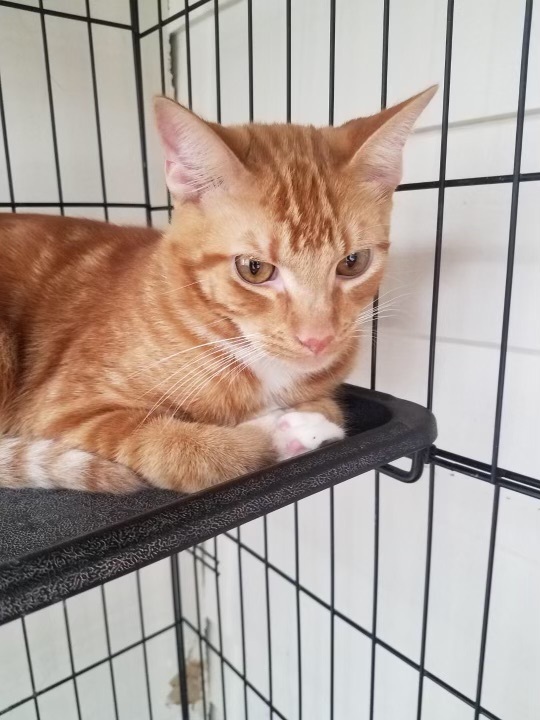 Enlarge Lucky, a Adoptable mixed breed in Lompoc, CA image 3/3