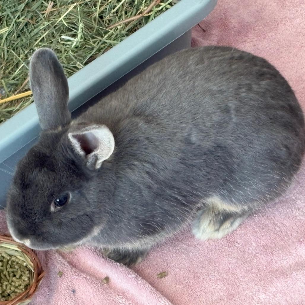 Hammy, a Adoptable mixed breed in Napa, CA image 1/6