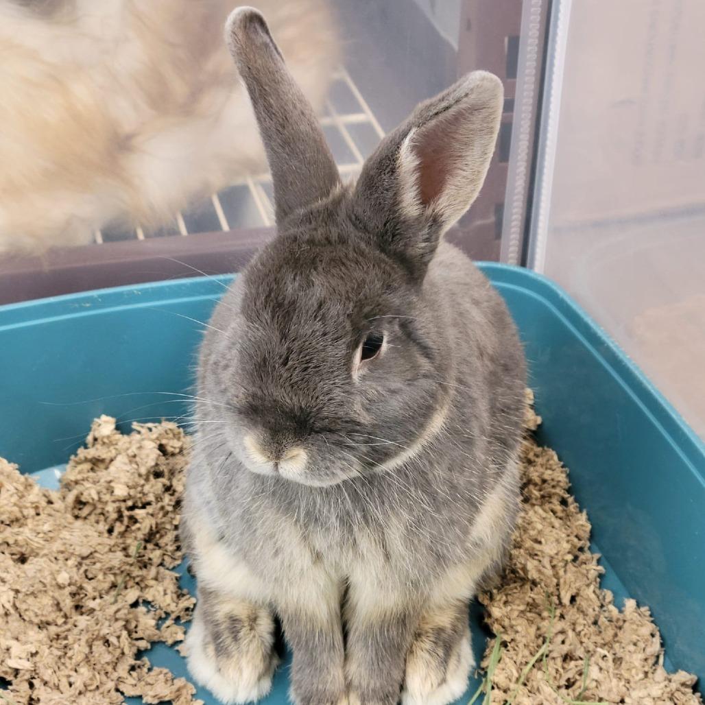 Hammy, a Adoptable mixed breed in Napa, CA image 2/6