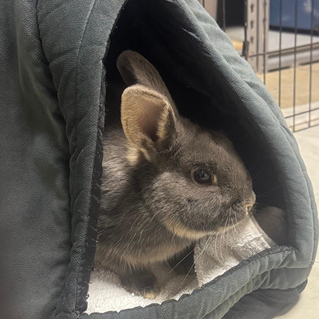 Hammy, a Adoptable mixed breed in Napa, CA image 3/6