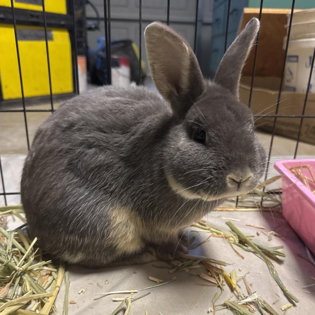 Hammy, a Adoptable mixed breed in Napa, CA image 4/6