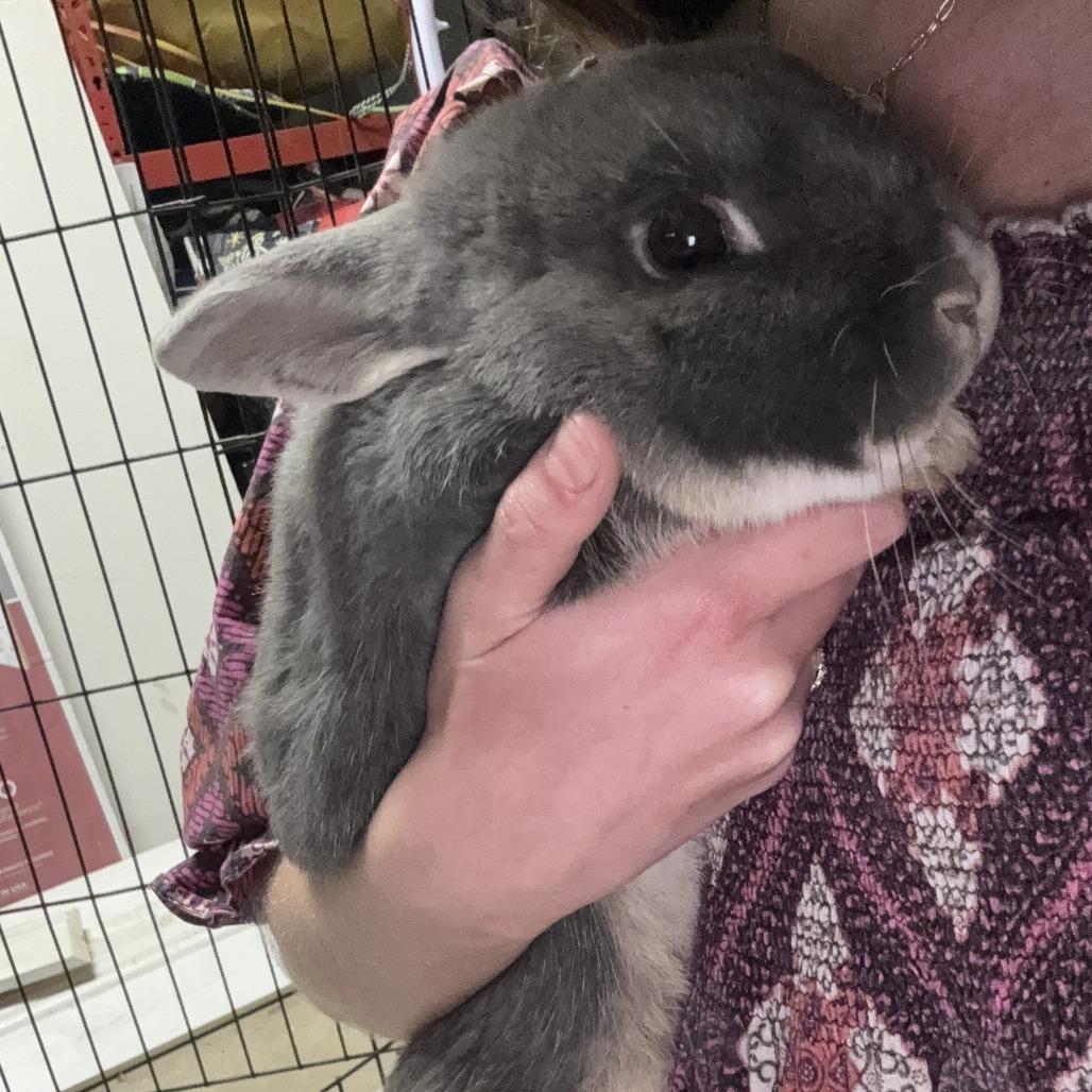 Hammy, a Adoptable mixed breed in Napa, CA image 5/6