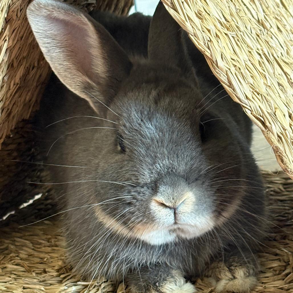 Hammy, a Adoptable mixed breed in Napa, CA image 6/6