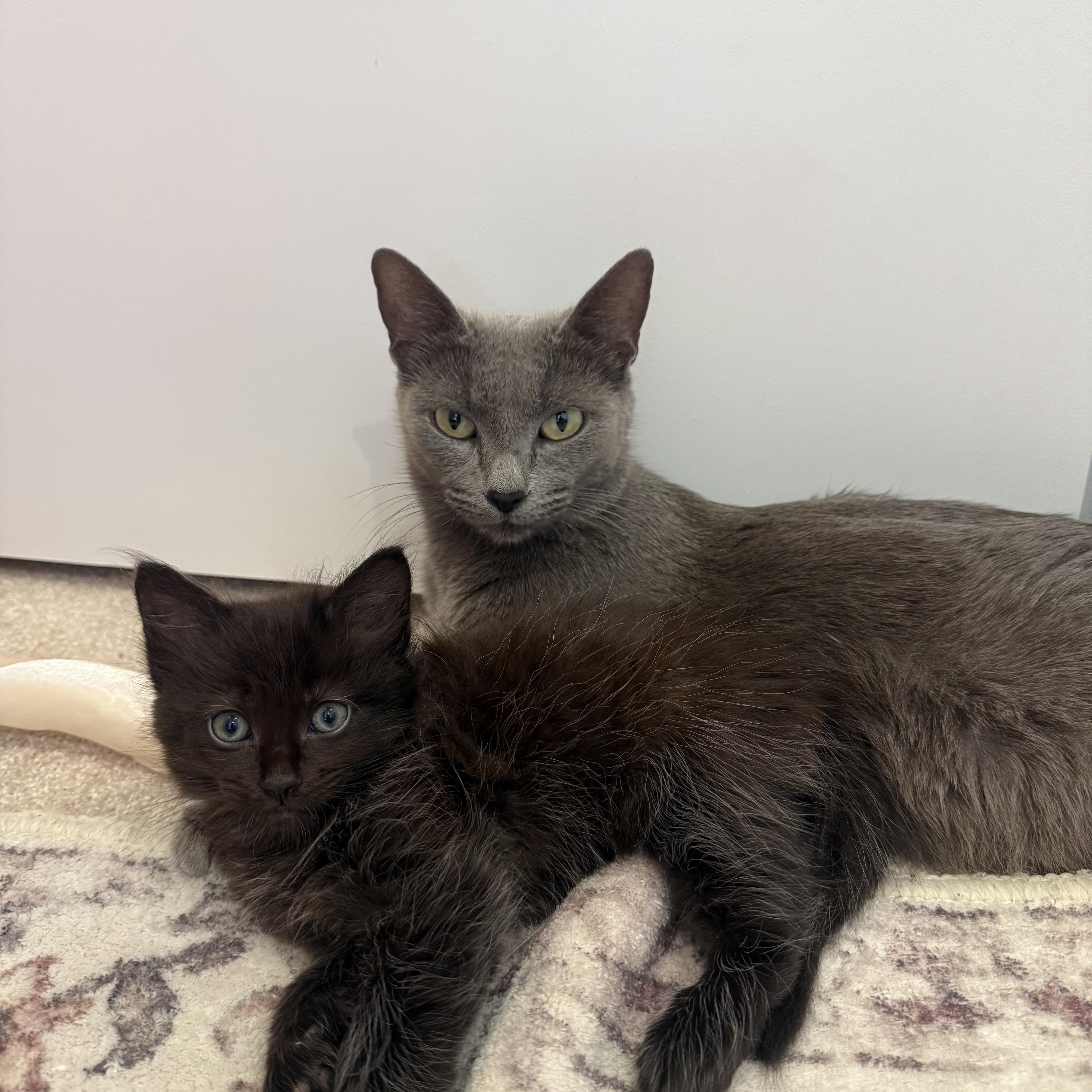 Enlarge Poppy, an adopted Russian Blue in Bellingham, WA image 5/5