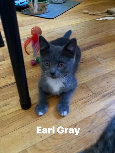 Enlarge Earl Grey, an adopted Domestic Short Hair in Turnersville, NJ image 1/1