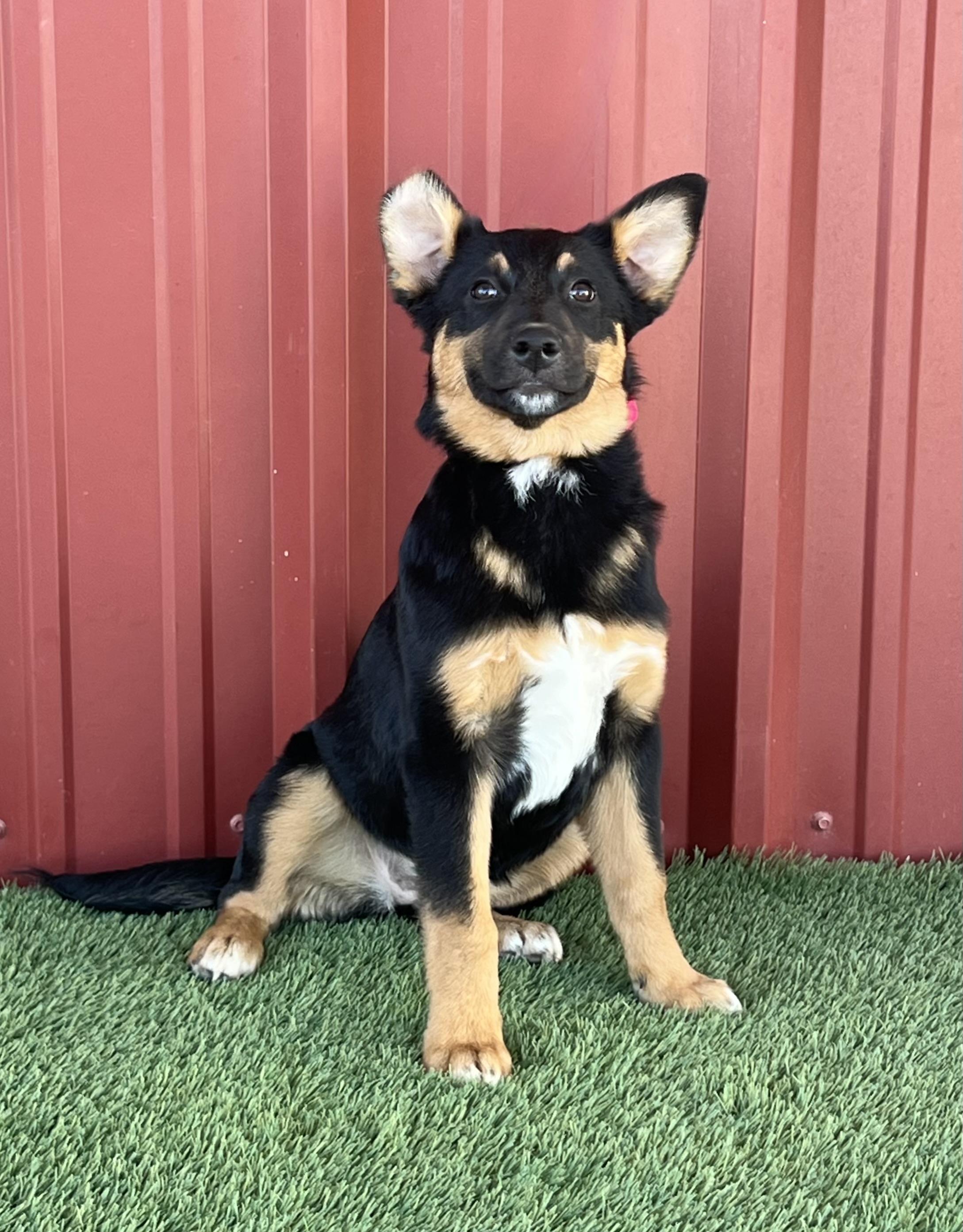Amelia, ADOPTABLE, Young Female German Shepherd Dog.