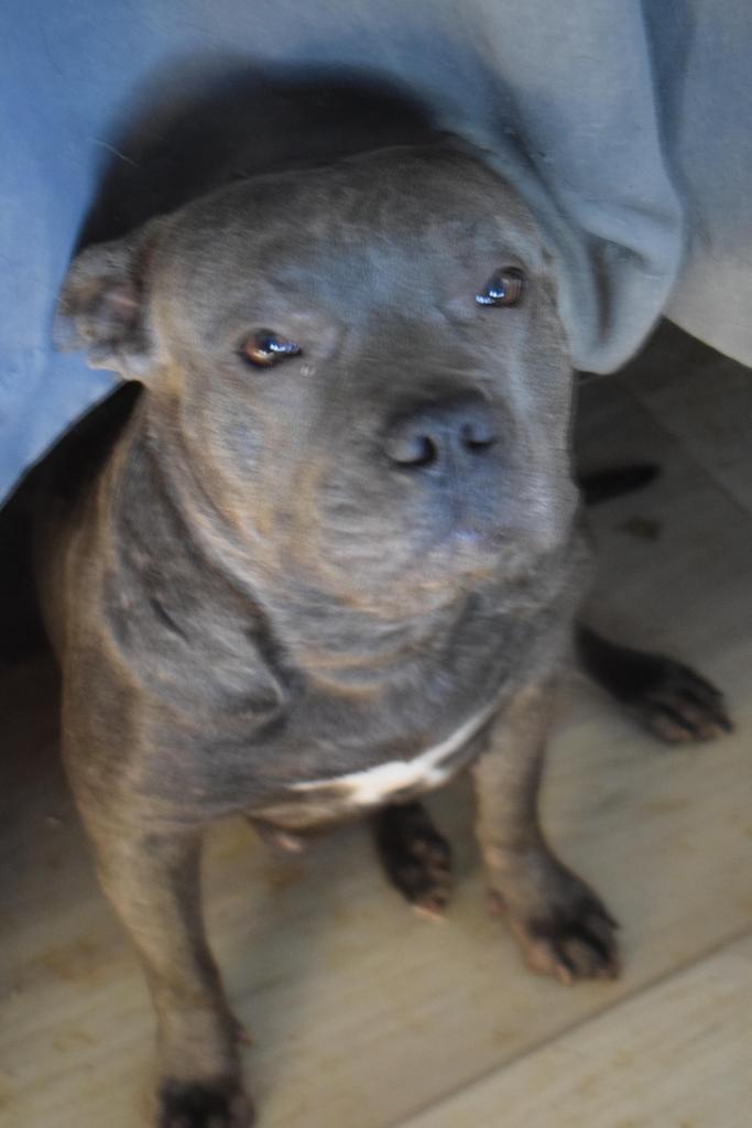 Latte (A114510), Adoptable, Adult Female Pit Bull Terrier.