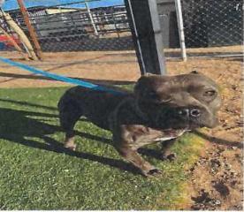 Enlarge Latte (A114510), a Adoptable mixed breed in Pahrump, NV image 1/1