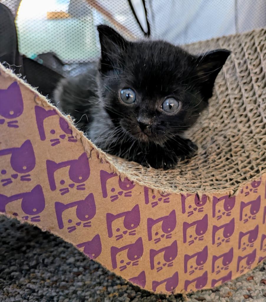 Enlarge Purrlock Holmes, a Adoptable mixed breed in Kodiak, AK image 1/3