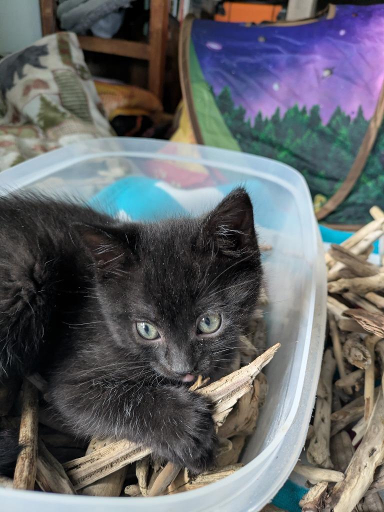 Enlarge Purrlock Holmes, a Adoptable mixed breed in Kodiak, AK image 2/3