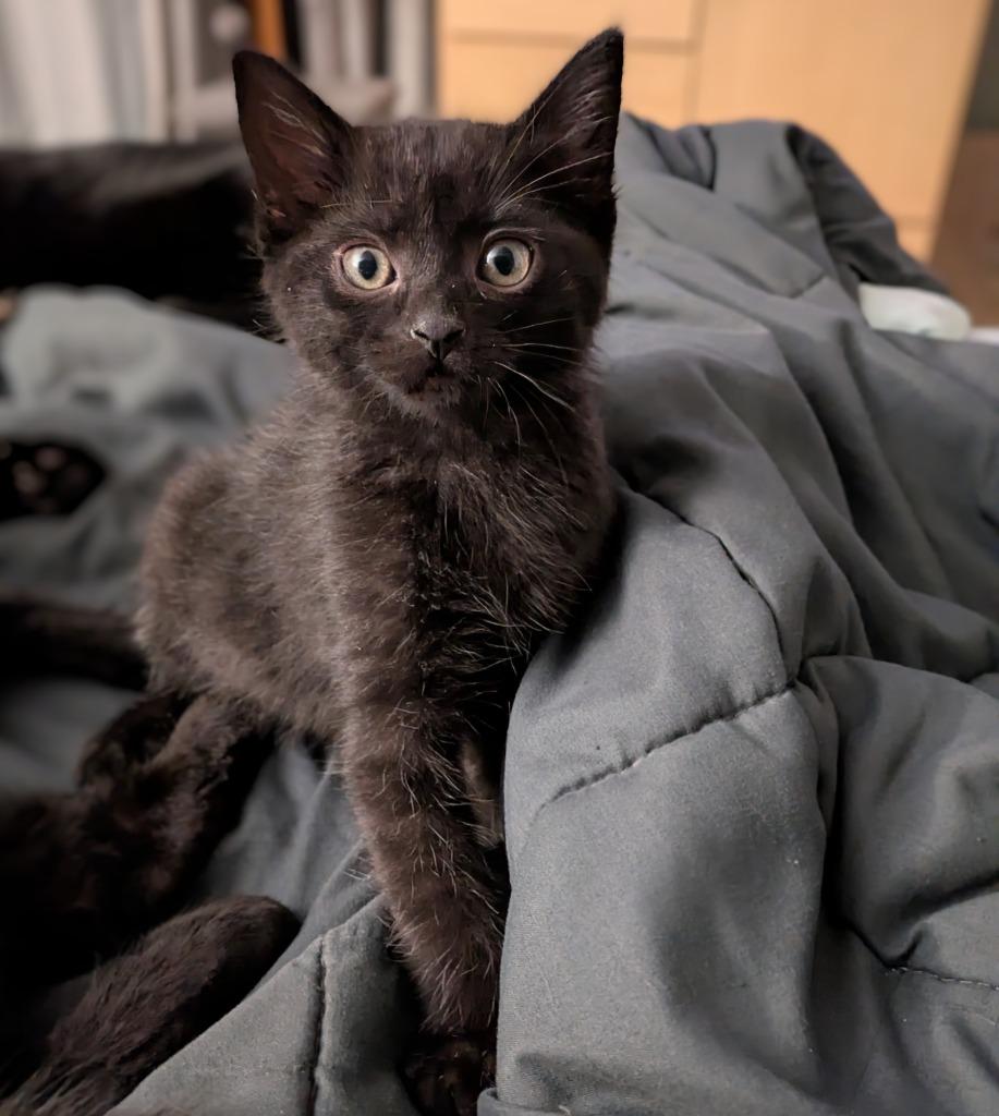 Enlarge Purrlock Holmes, a Adoptable mixed breed in Kodiak, AK image 3/3