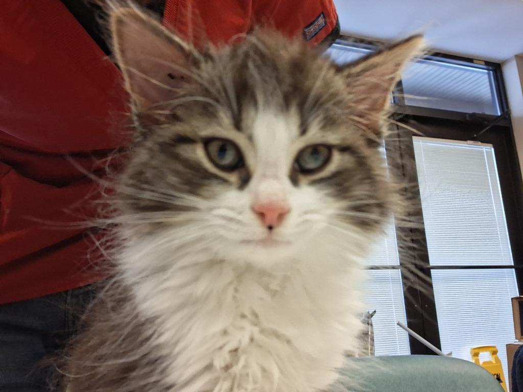 ROSS, Adopted, Kitten Male Domestic Long Hair.