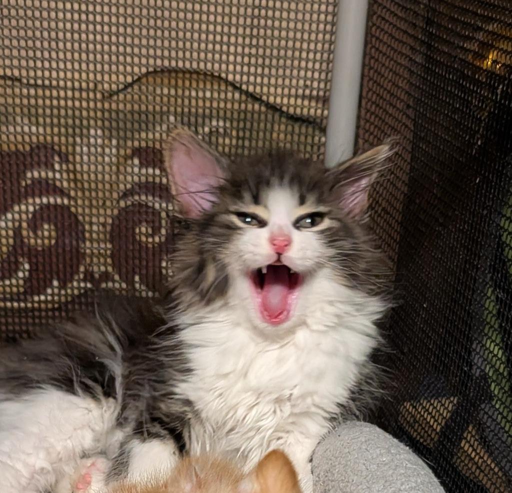 Enlarge ROSS, a Adopted mixed breed in Wintersville, OH image 2/2