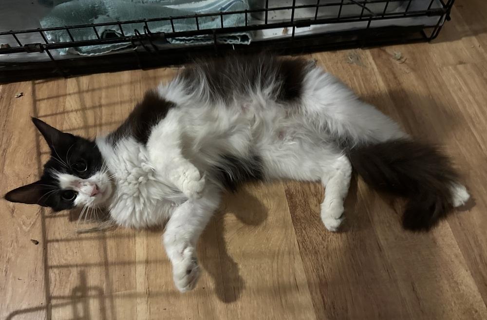 Tripp, Adoptable, Kitten Female Domestic Medium Hair.