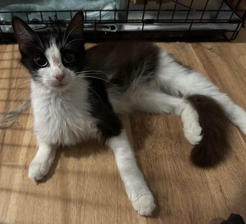 Enlarge Tripp, a Adoptable Domestic Medium Hair in Kannapolis, NC image 2/4