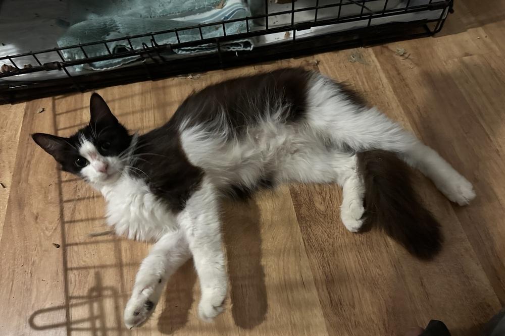 Enlarge Tripp, a Adoptable Domestic Medium Hair in Kannapolis, NC image 3/4