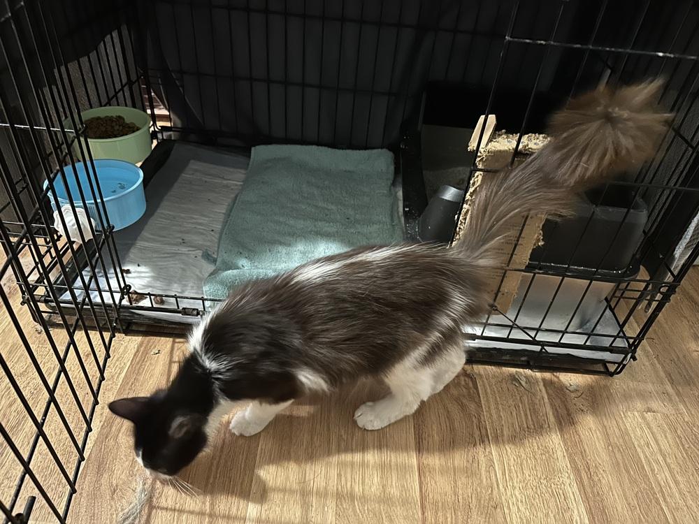 Enlarge Tripp, a Adoptable Domestic Medium Hair in Kannapolis, NC image 4/4