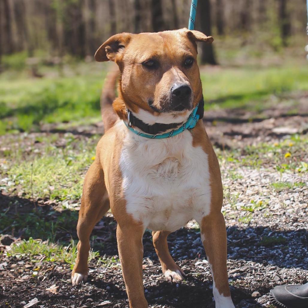 Sonny, Adoptable, Adult Male Pit Bull Terrier & Labrador Retriever.
