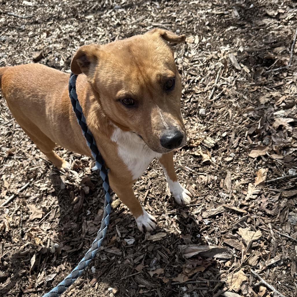Enlarge Sonny, a Adoptable mixed breed in Princeton, KY image 2/4