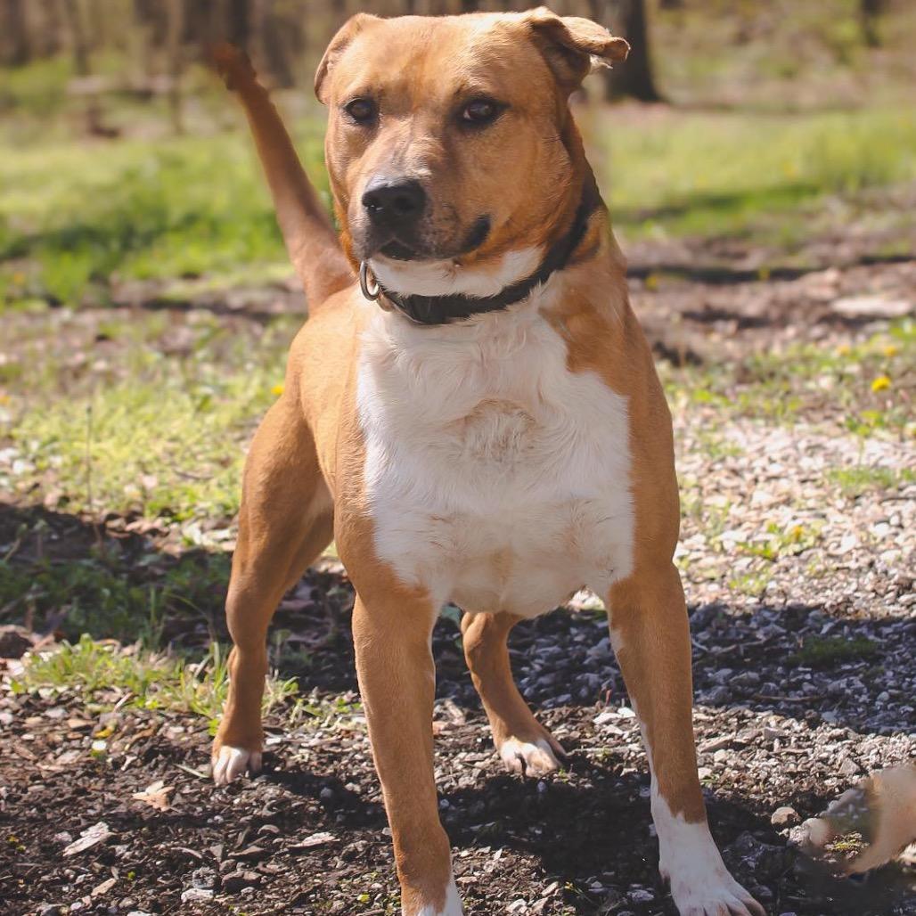 Enlarge Sonny, a Adoptable mixed breed in Princeton, KY image 3/4