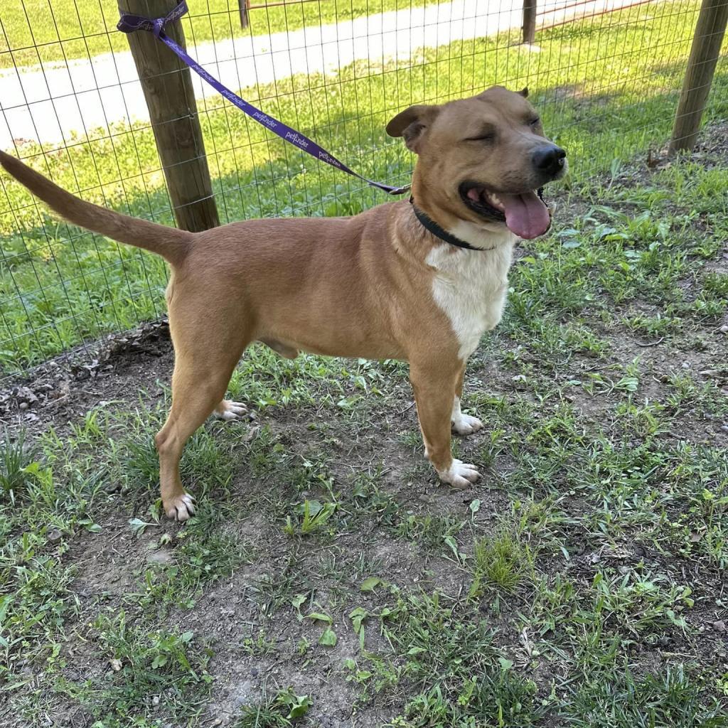 Enlarge Sonny, a Adoptable mixed breed in Princeton, KY image 4/4