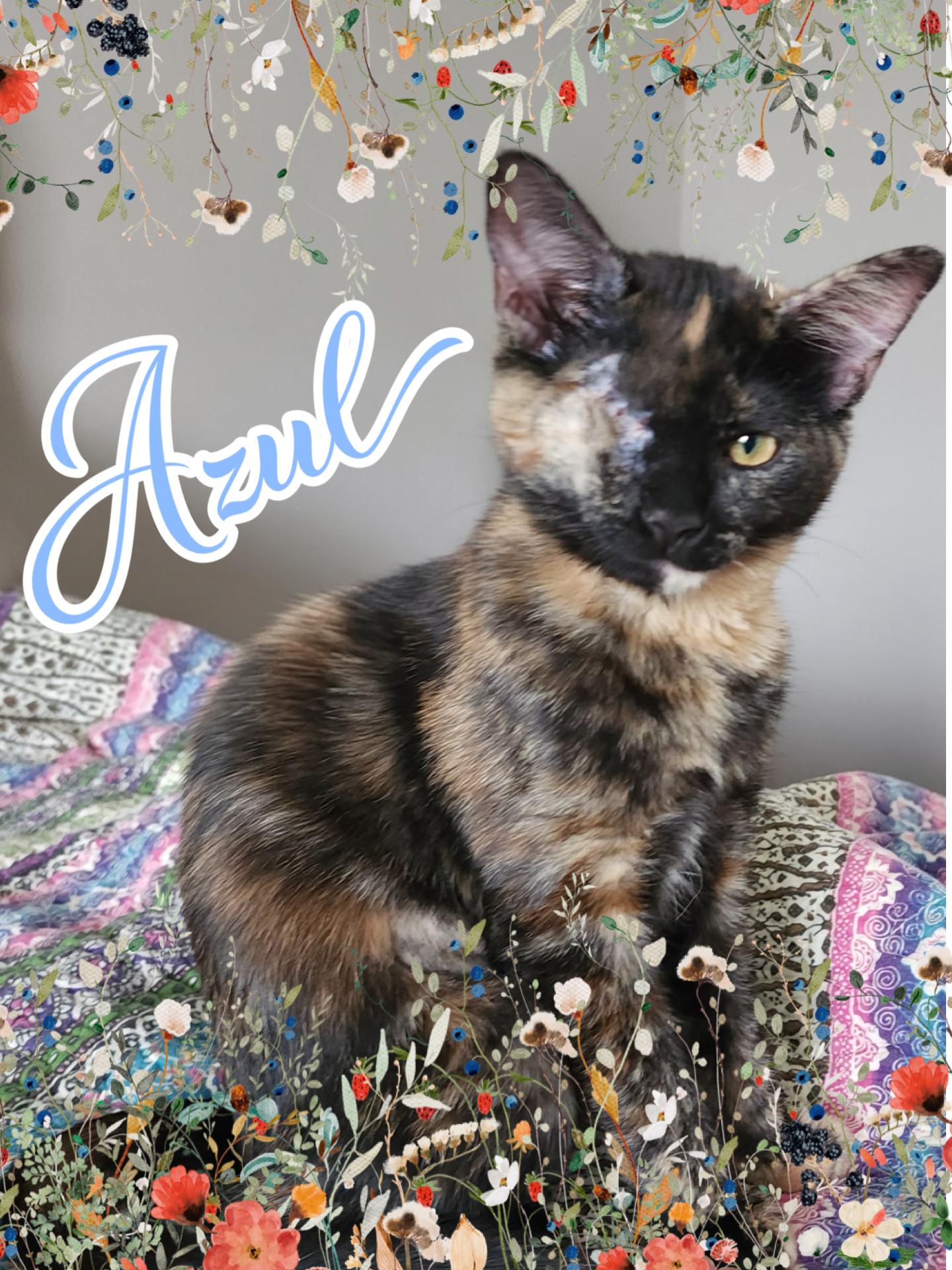 Azul, adopted, Kitten Female Tortoiseshell.
