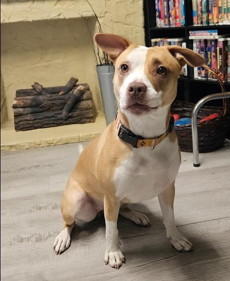 Maddie, a Adoptable mixed breed in Muskegon, MI image 1/5