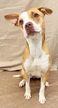 Maddie, a Adoptable mixed breed in Muskegon, MI image 2/5