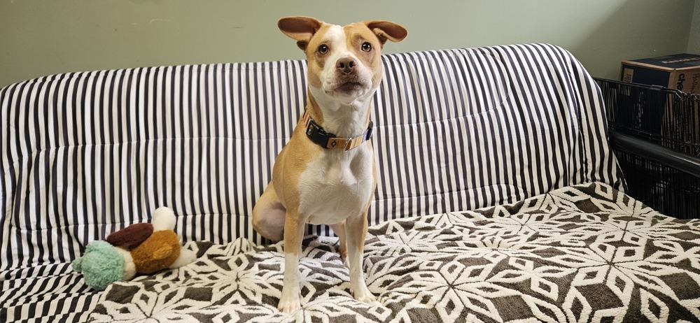 Enlarge Maddie, a Adoptable mixed breed in Muskegon, MI image 3/6