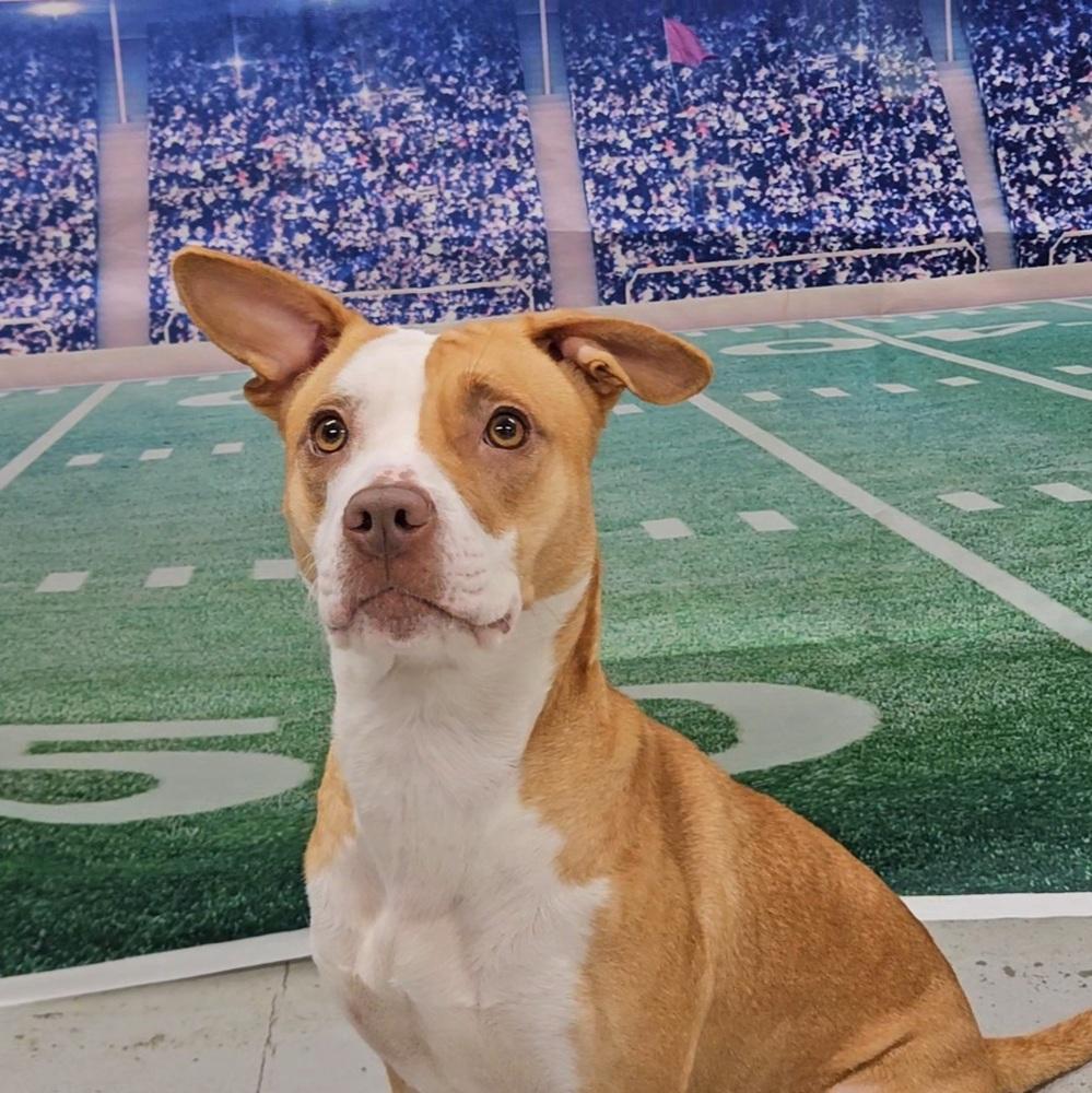 Maddie, a Adoptable mixed breed in Muskegon, MI image 3/5