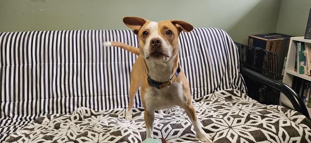 Maddie, a Adoptable mixed breed in Muskegon, MI image 4/5