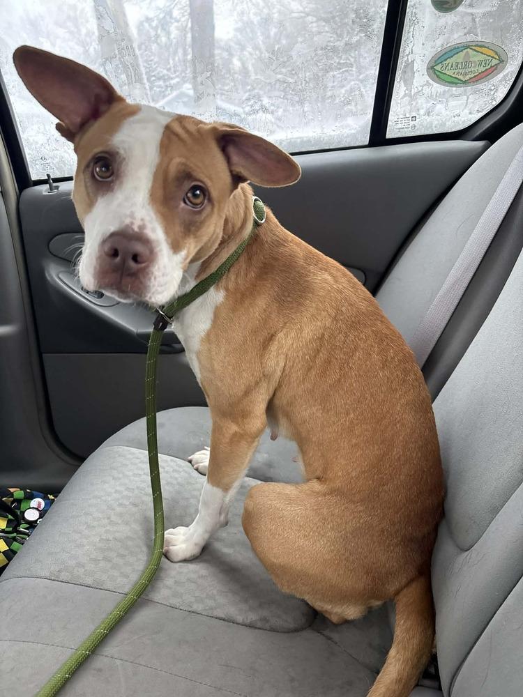 Maddie, a Adoptable mixed breed in Muskegon, MI image 5/5