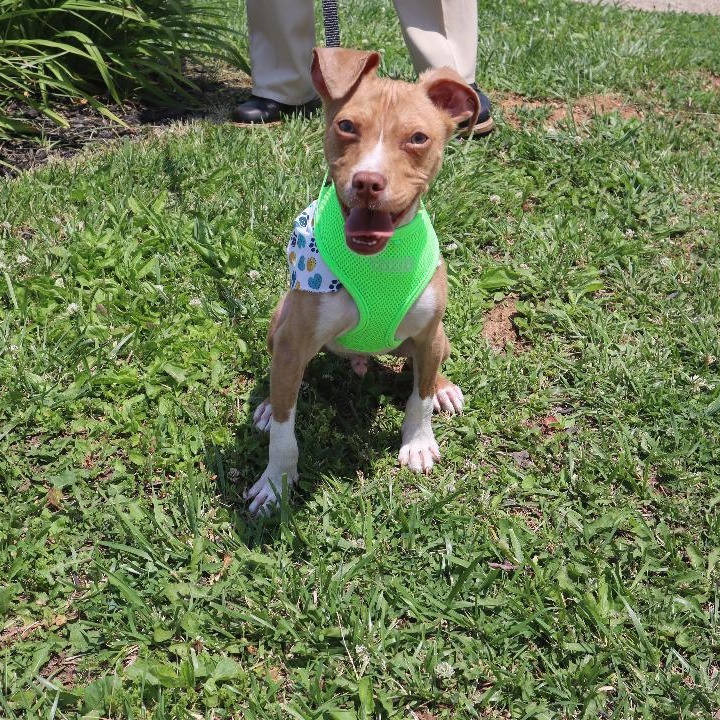 Bobby, a ADOPTABLE mixed breed in Goshen, KY image 1/4